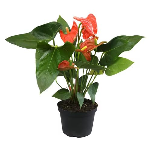 Red Anthurium Flower Seeds