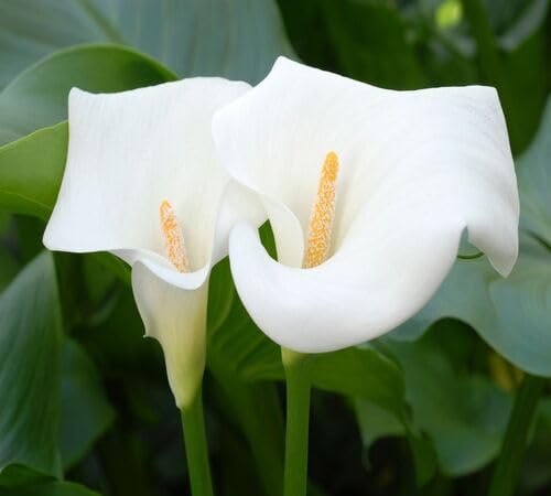 White Calla Lily Flower Seeds