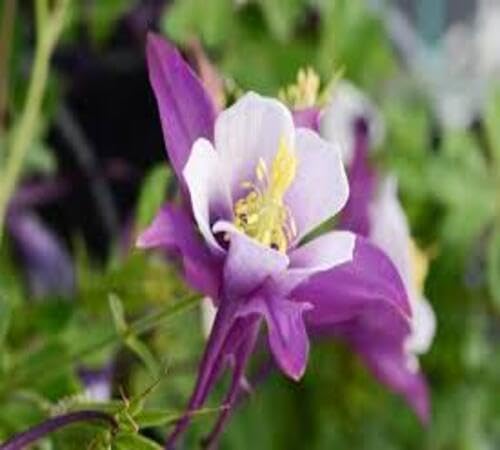 White Giant Aquilegia Flower Seeds