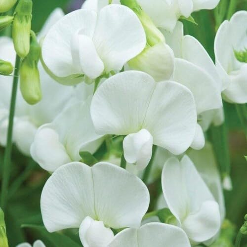 white lathyrys flower seeds