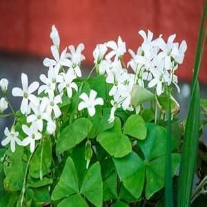 White Oxalis Flower Seeds