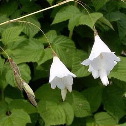 White Dierama Flower Seeds