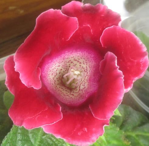 Pink Gloxinia Flower Seeds