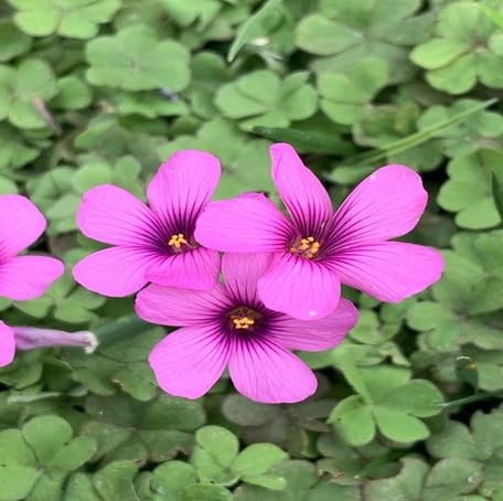 Pink Oxalis articulata Flower Seeds