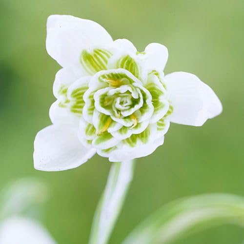White Double Galanthus Flower Seeds