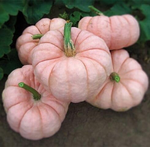 Pink Pumpkin vegetable seeds for Home Gardening, Natural Farm Fresh Gardening Choice for kitchen garden planting