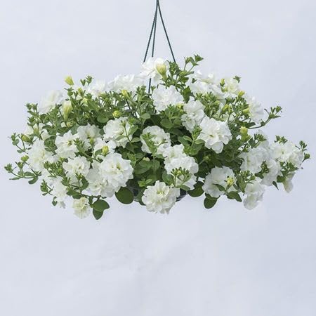 White Double Petunia Flower Seeds