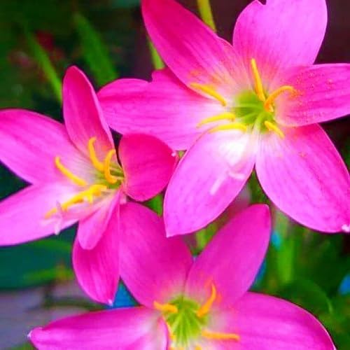 Zephyranthes Flower Seeds