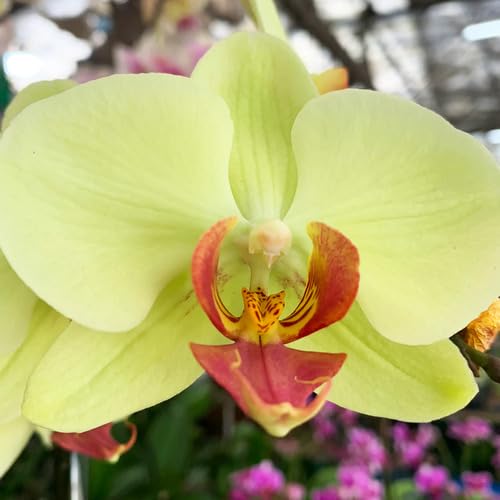 Green Light Amaryllis Flower Seeds