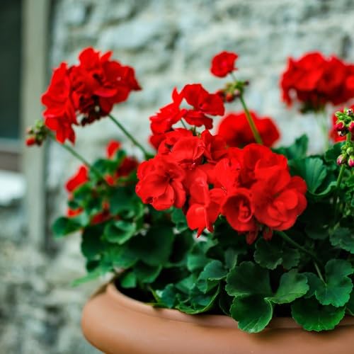 Red Mini Pelargonium Flowers Seeds