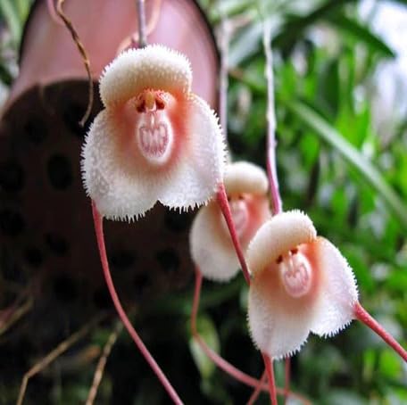 white monkey face orchid