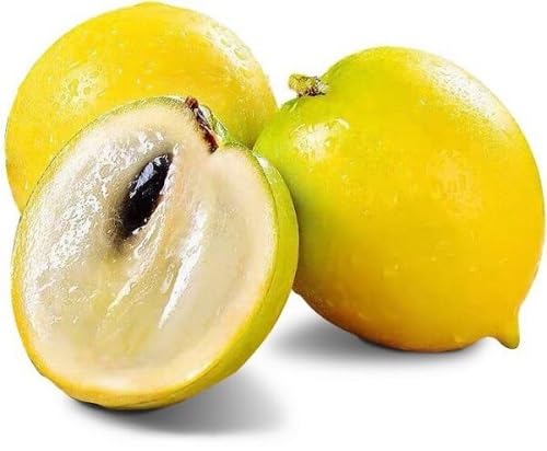 Green Caigua fruit seeds for organic garden planting