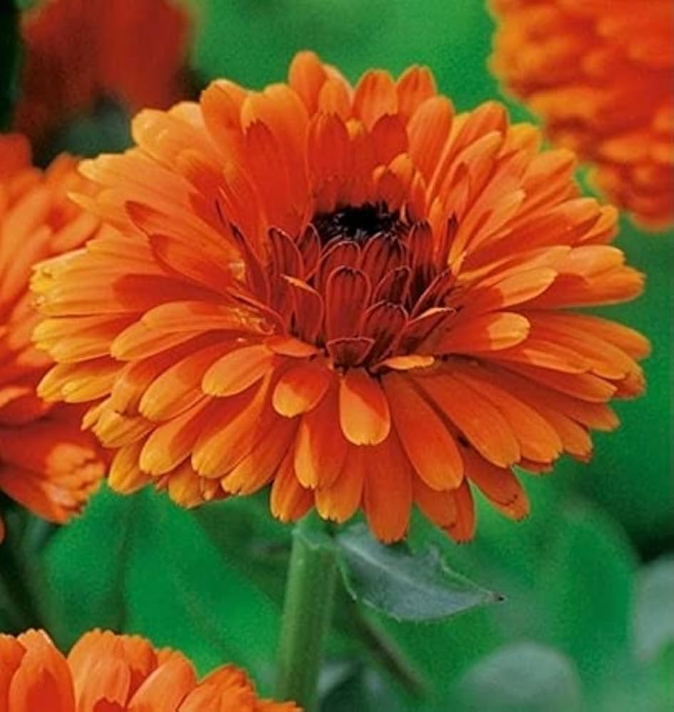 Heirloom Calendula Officinalis Pot English Calta Flower Garden Mix Flower Seeds Home Garden