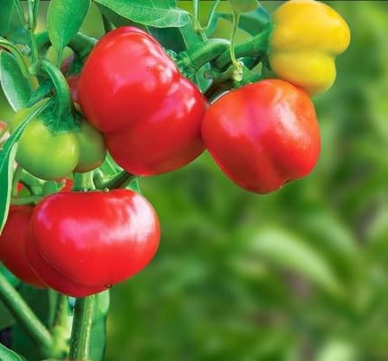 Red Trinidad Pimento Pepper vegetable seeds - Heirloom, Organic, Non Gmo Garden Seeds for kitchen garden planting