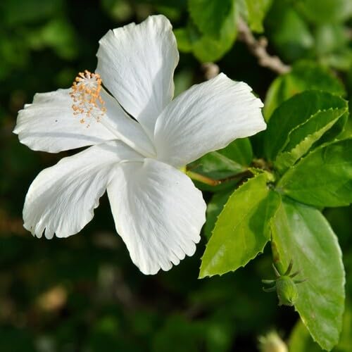 White Hibiscus Flower Seeds