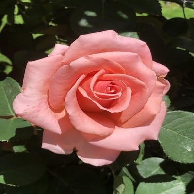 pink rose flower seeds