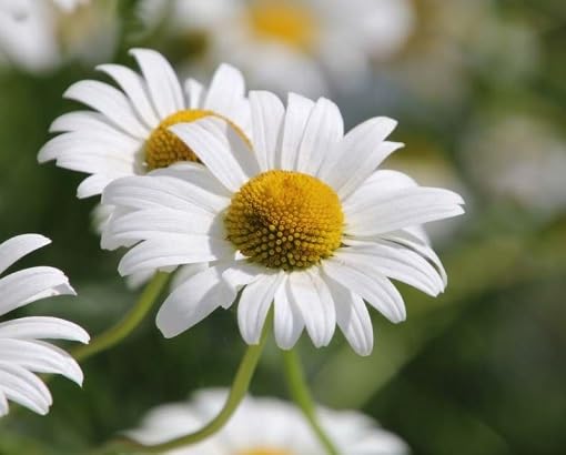 White Yellow Tanacetum Parthenium Flower Seeds