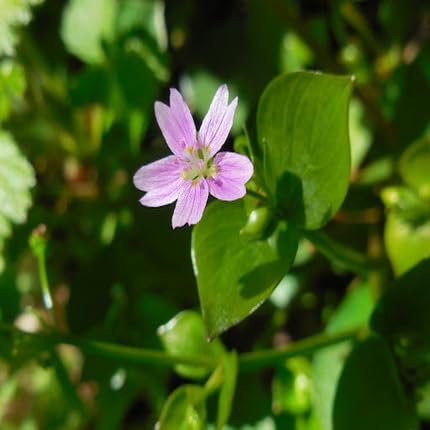 Pink Claytonia Flower Seeds