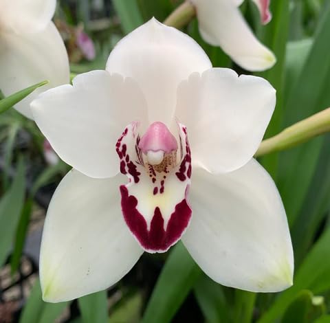 White Cymbidium Flower Seeds
