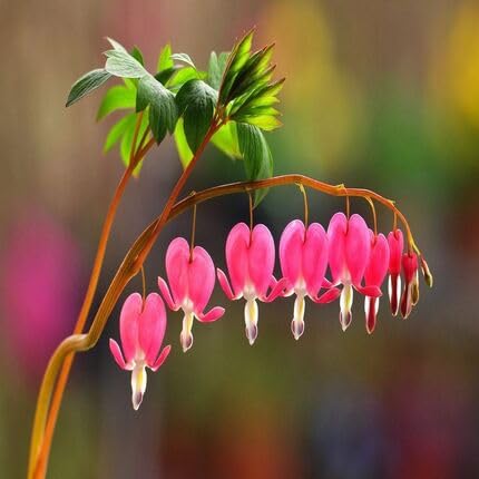 pink seeds flowers dicentra