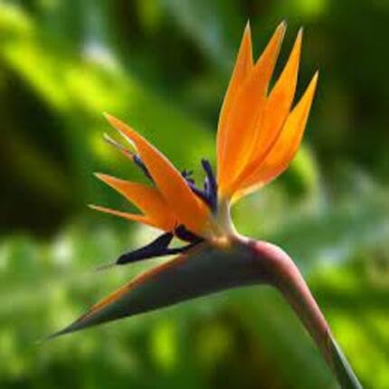 Orange Bird Paradise Flower Seeds