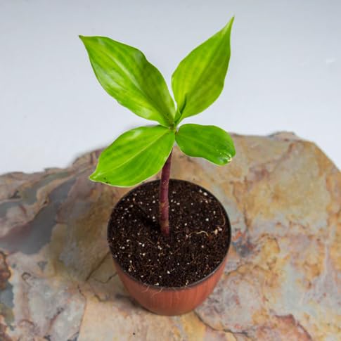 Thyme Plant Seeds herb seeds - home gardening, heirloom garden seeds