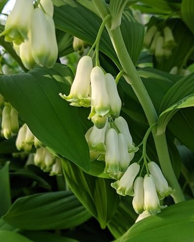Yellow Polygonatum Flowers Seeds