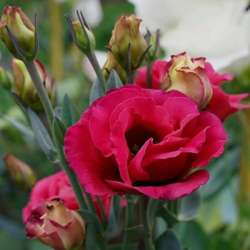 Red Lisianthus Flower Seeds