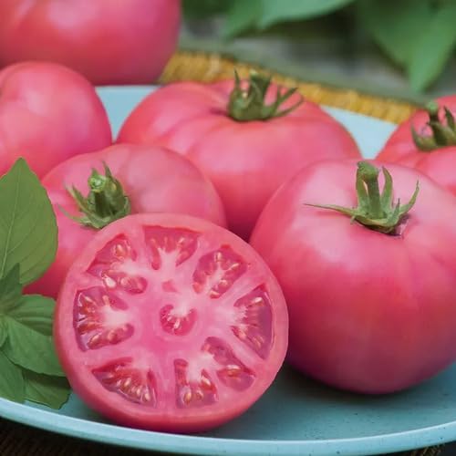 Pink Tomato vegetable seeds for Home Gardening, Healthy Seasonal Vegetable Planting for kitchen garden planting