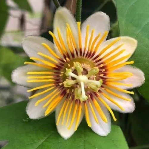 Yellow Passion Flower Seeds