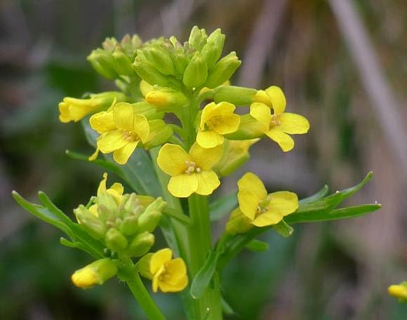 yellow cress aubrieta flower