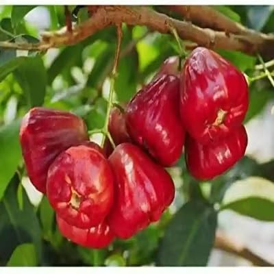 Red Rose Apple Fruit Seeds