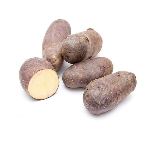 Brown Yacon vegetable seeds vegetable seeds for Home Gardening, Healthy Culinary Garden Variety for kitchen garden planting