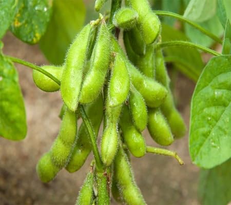 Edamame Vegteable Seeds vegetable seeds - Heirloom, Organic, Non Gmo Garden Seeds for kitchen garden planting