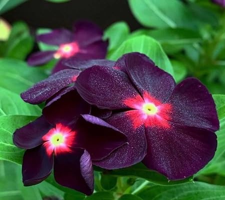 Periwinkle Flowers Seeds