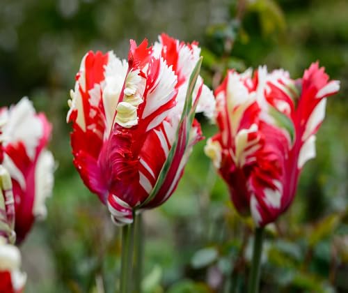 Red White Tulip Flower Seeds