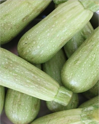 Kousa vegetable seeds for Home Gardening, Nutritious Backyard Harvest Collection Premium for kitchen garden planting
