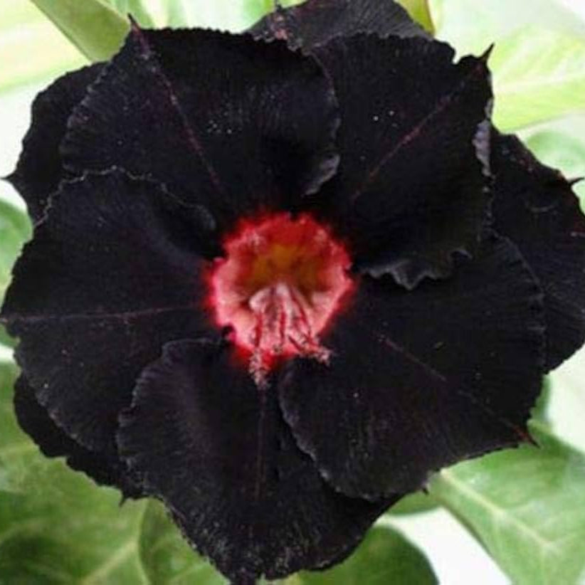 Black Double Fire Desert Rose