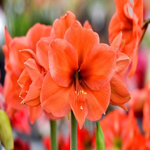 Giant Amaryllis Orange fruit seeds for organic garden planting