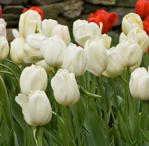 White Tulip Flower Seeds