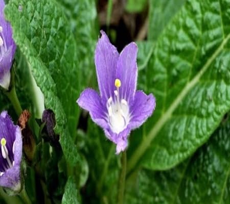 Platycodon Grandiflorus Flower Seeds