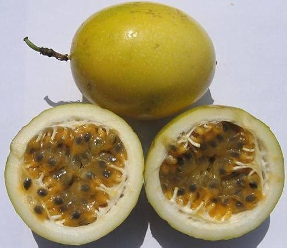 Giant Yellow Passion Fruit Passiflora
