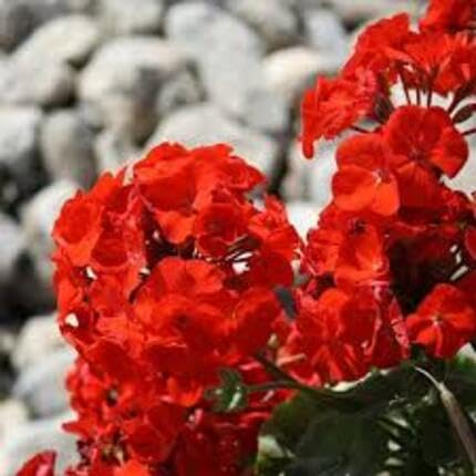 Red Geranium Pelargonium Flower Seeds