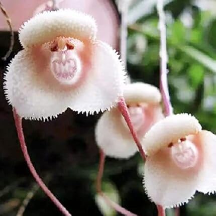 White Monkey Orchid Flower Seeds