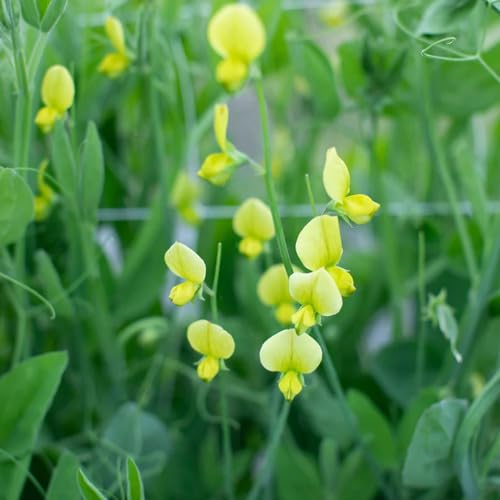 Lathyrus Odoratus Flower Seeds
