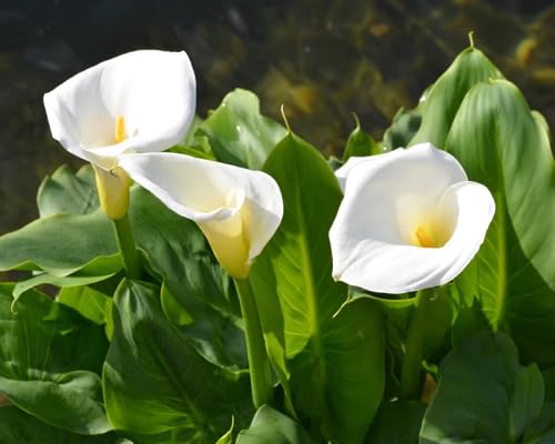 white callalily flower seeds