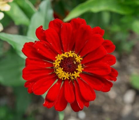 Red Zinnia Flower Seeds