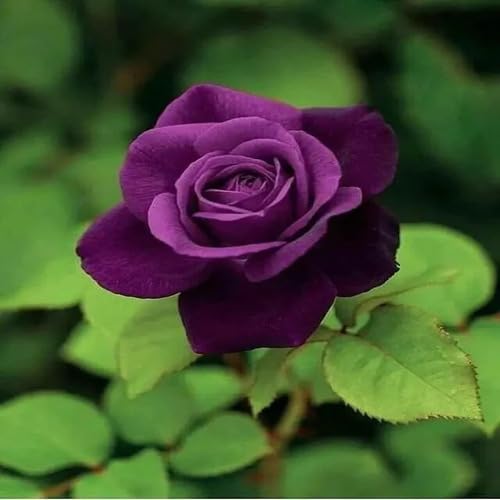 Rose Flower Seeds