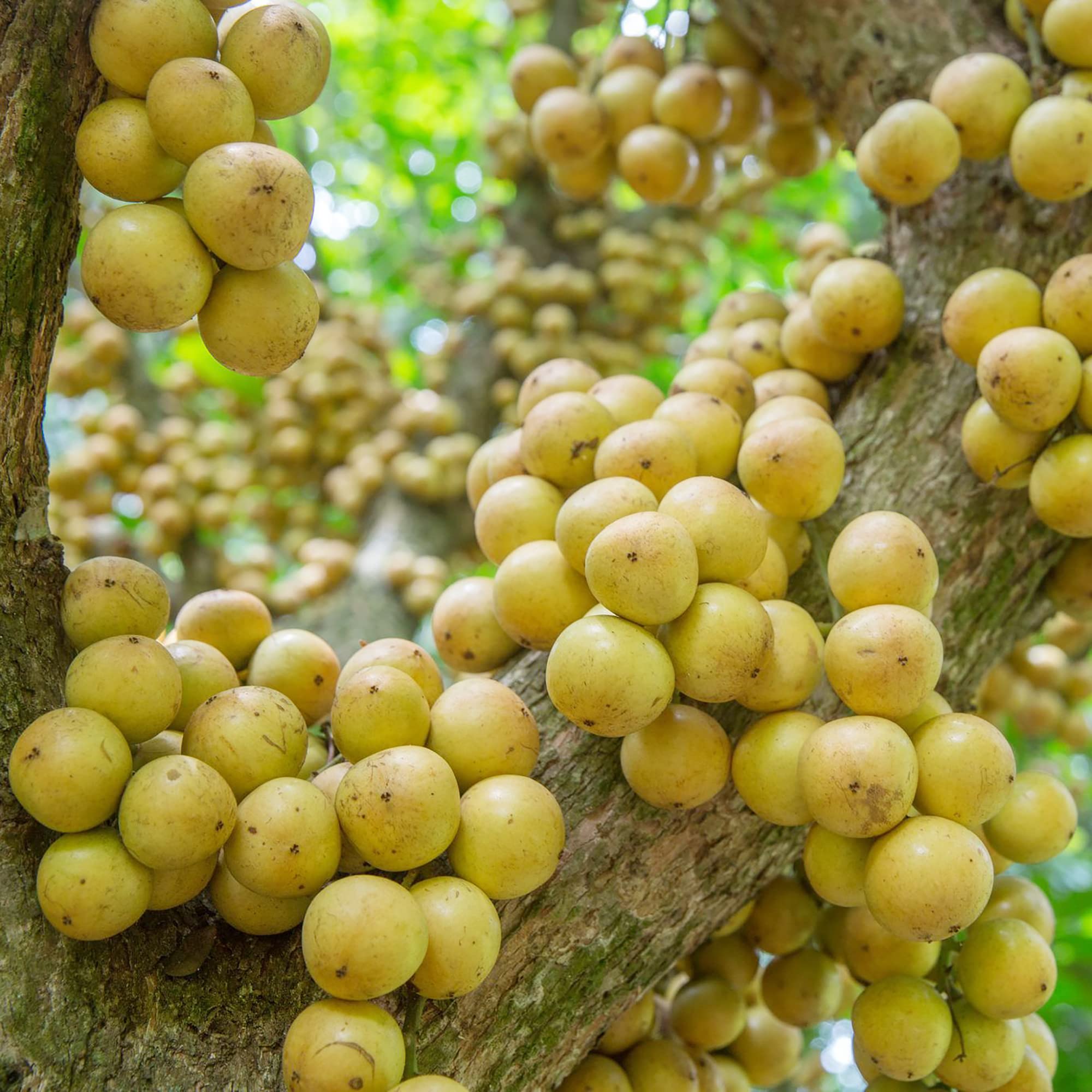 Burmese Grape Fruit And Exotic Tree Heirloom Gmo Free Fruit Seeds