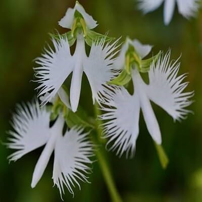 white egret orchids flower